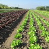 lettuce field