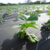 spring strawberry plants