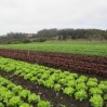 lettuce 2013