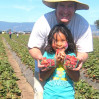 strawberry pickers