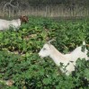 Goats in lettuce 4