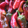 peppers-CornodiToro