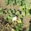 winter squash in field