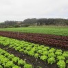 lettuce 2013