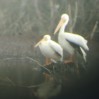 Pelicans