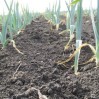 Leeks_growing_in_field