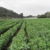 Fava Beans growing