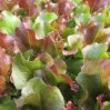 lettuce in greenhouse