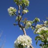 pear blossoms3