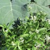 alyssum with broccoli 3