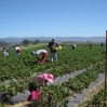 strawberry upick 61210