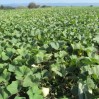 pumpkin field