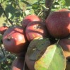 Pear_orchard_16