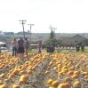 Pumpkinpatch2