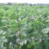 cover crop