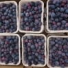 blueberries flat