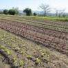 lettuce transplants