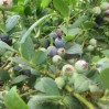blueberries ripen