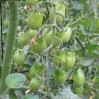 green tomatoes on vine