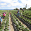 Strawberry u-pick June 2015