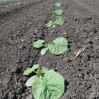 pumpkin plants June 2015 2 compressed