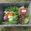 crate packed with veggies comp