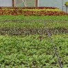 greenhouse Aug 2015