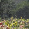 pumpkins with turkeys