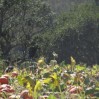 pumpkins with turkeys