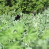 cover crop with blackbirds