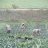 harvesting in the rain