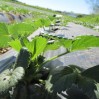 strawberry field Feb 2