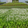 alyssum greenhouse