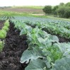 brassica field with alyssum