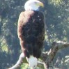 eagle closeup