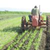 Allis Chalmers G cultivating