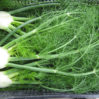 fennel