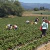 strawberry u-pick 2 2016