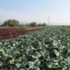 broccoli field