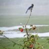 scrub jay in orchard