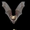 yuma-myotis-bat