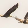bald-eagles-flying-cropped