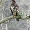 bald-eagle-fledgling-closeup