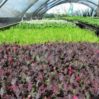 alysyum in greenhouse