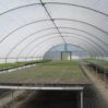 greenhouse 2017